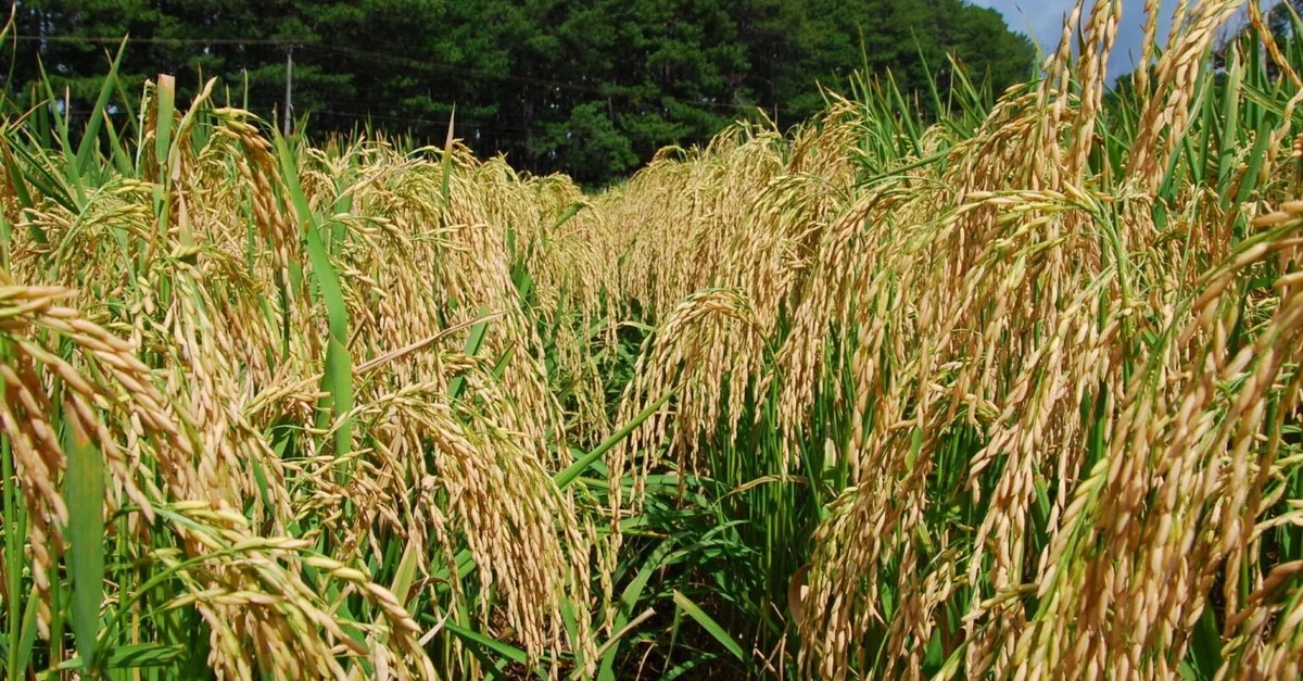 Descubra como avançou a colheita! 19 Destaque Rural - Colheita de arroz alcança 36% no Estado