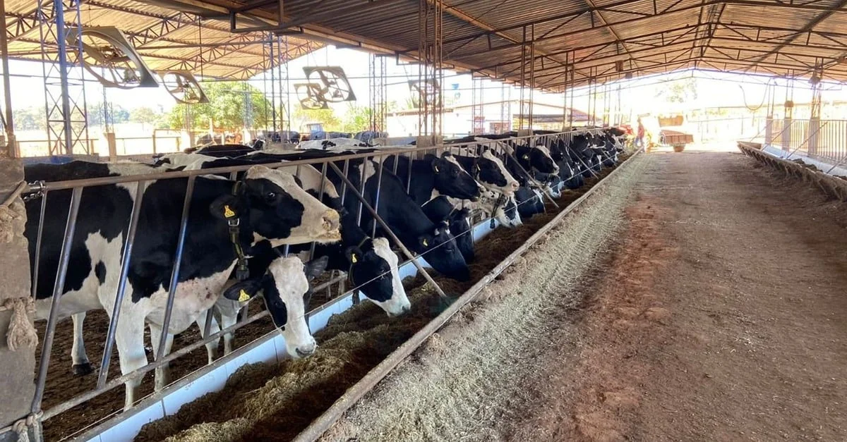 Descubra como o Compost barn está transformando a pecuária em Goiás!