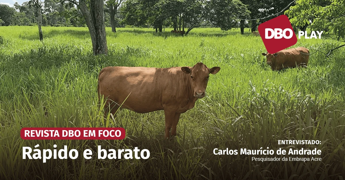 Plantio direto a lanço reduz tempo e custo na recuperação de pastagens