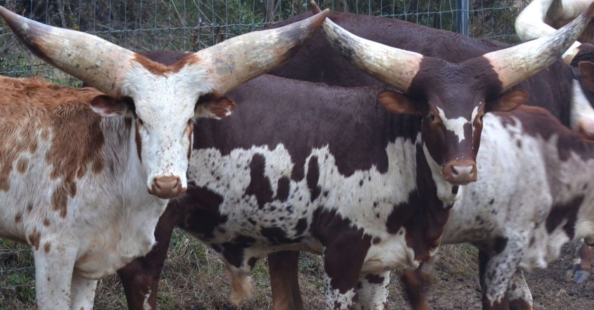Descubra o mistério do chifre gigante do boi africano Watusi!