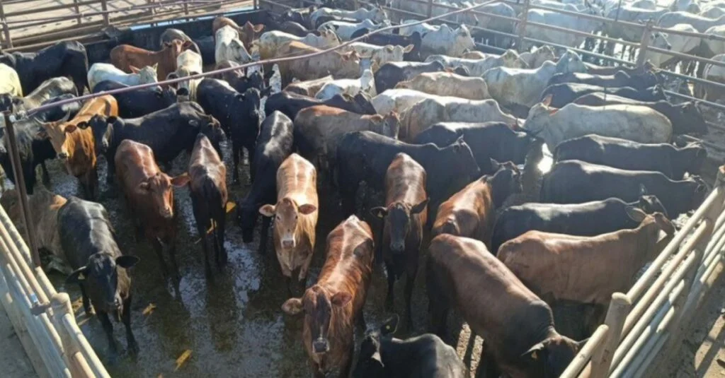 Descubra o novo cadastro do Programa Precoce MS! 14 Novo sistema de cadastramento para o Programa Precoce MS já está em vigor