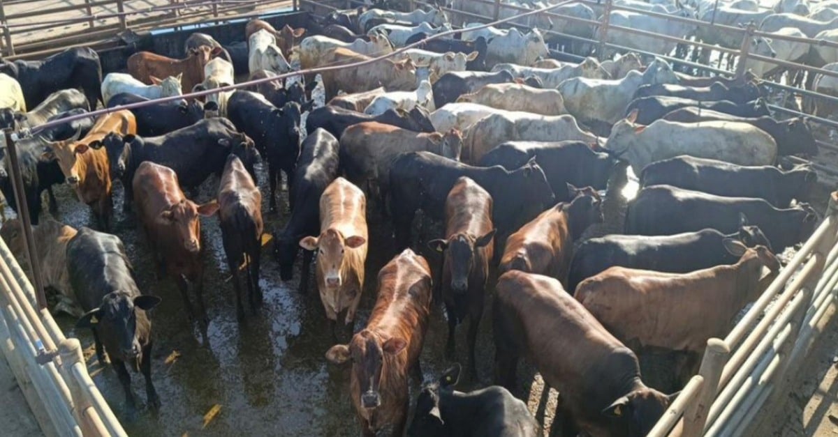 Descubra o novo sistema de cadastramento no Programa Precoce MS!