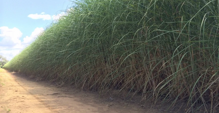 Descubra o potencial da cana de energia! 4 Você está visualizando atualmente Cana energia: o que é e por que a cultura tem grande potencial para produção de E2G?