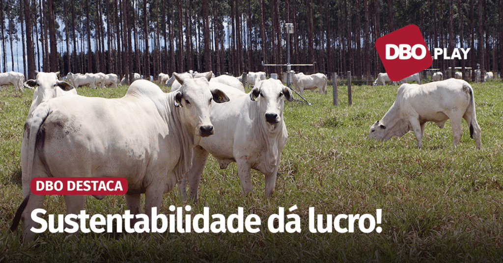 o caminho mais rentável para a pecuária; veja a entrevista • Portal DBO