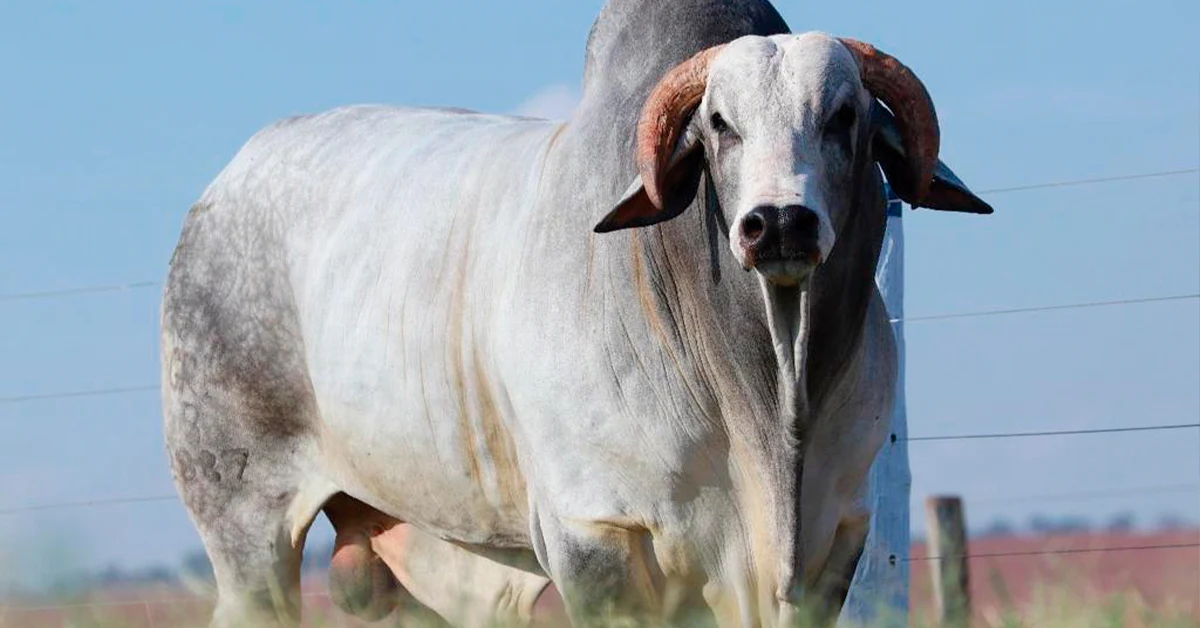 Descubra o segredo das centrais de inseminação!