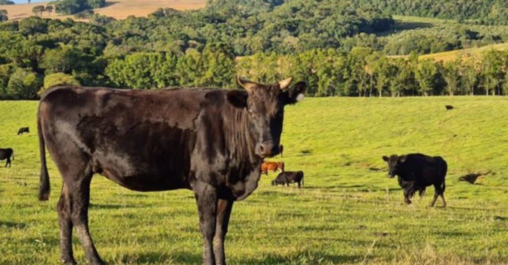 Wagyu: conheça as linhagens e as curiosidades da carne deste gado japonês