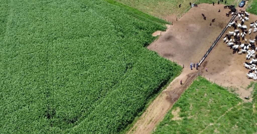 Sorgo gigante boliviano é o “seguro baixo custo” para alimentar os superprecoces na seca
