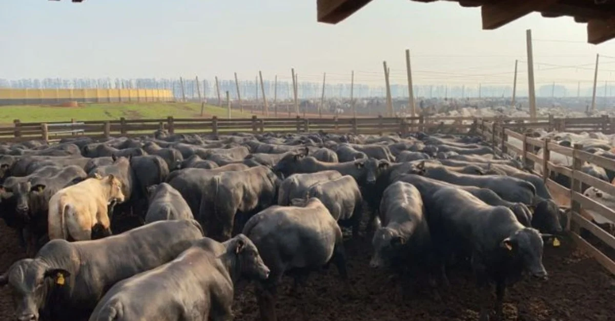 Descubra o segredo do sucesso do agronegócio em São Paulo 12 São Paulo é um dos pilares do agro brasileiro e responde por 20% das exportações do setor no País