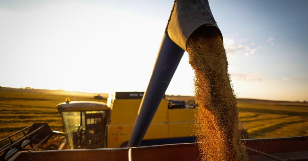 Destaque Rural - Arroz: 44% da área colhida no Rio Grande do Sul