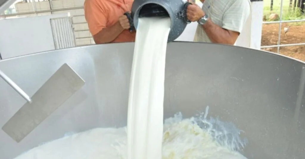 Descubra o segredo do sucesso leiteiro em Rondônia! 17 Rondônia está em destaque no setor leiteiro da região Norte