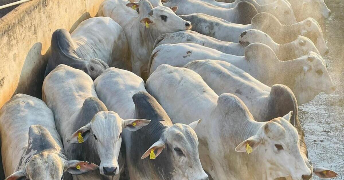 Descubra o segredo dos frigoríficos brasileiros!