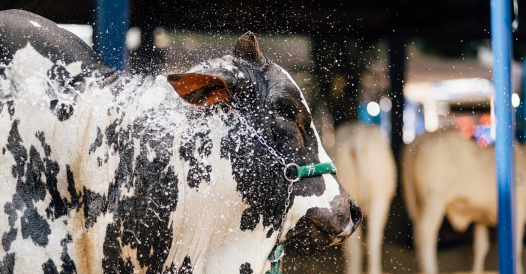 Leilões movimentam mais de R$ 12 mi na ExpoLondrina