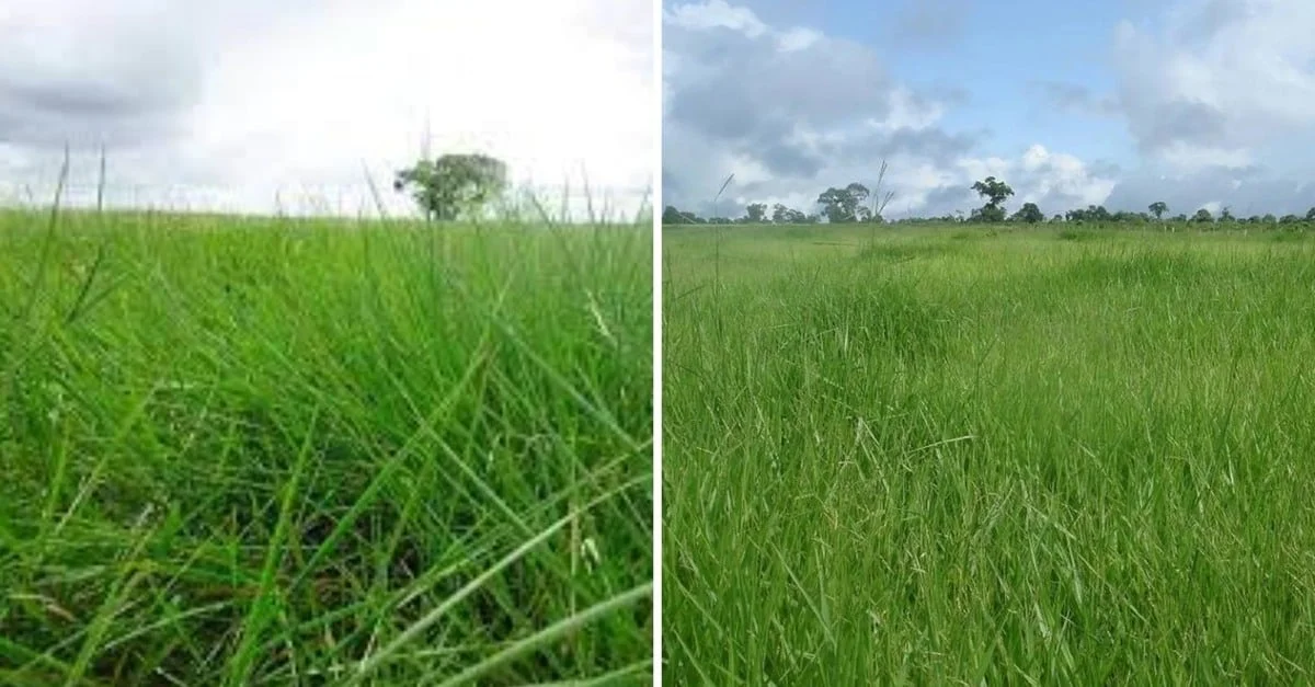 Descubra o teor de proteína das Braquiárias Humidicola e Dictyoneura 1 Braquiárias Humidicola e Dictyoneura: saiba o teor de proteína dos capins