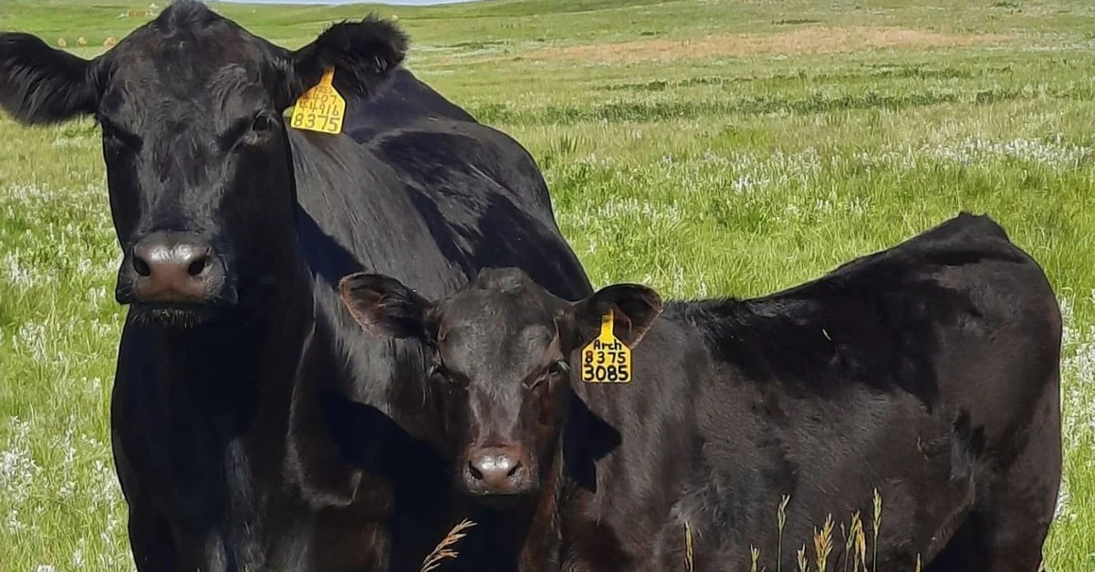 Descubra os desafios na suplementação de gado 41 Conheça os principais problemas sanitários na suplementação de gado a pasto