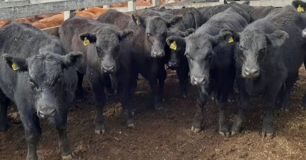 Descubra os melhores terneiros para lucrar no mercado - Portal DBO 17 Identificar os melhores terneiros para o mercado; ouça • Portal DBO