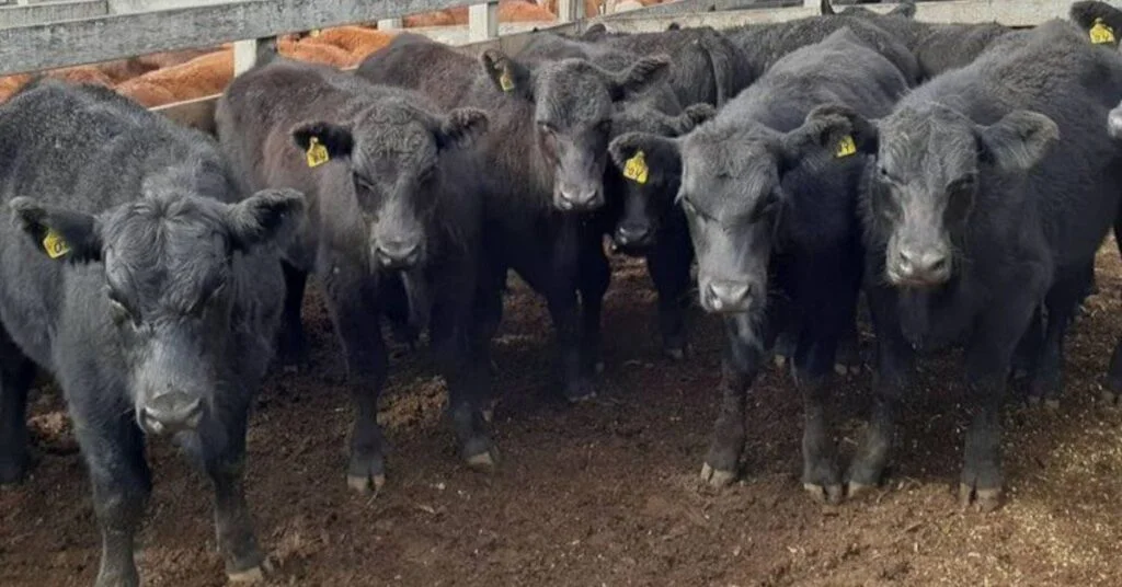 Identificar os melhores terneiros para o mercado; ouça • Portal DBO