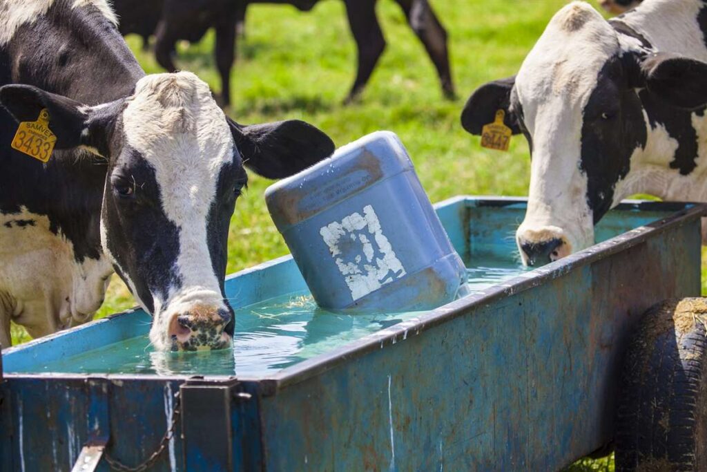 descubra os segredos da ordenha 1