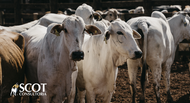 descubra os segredos da pecuaria