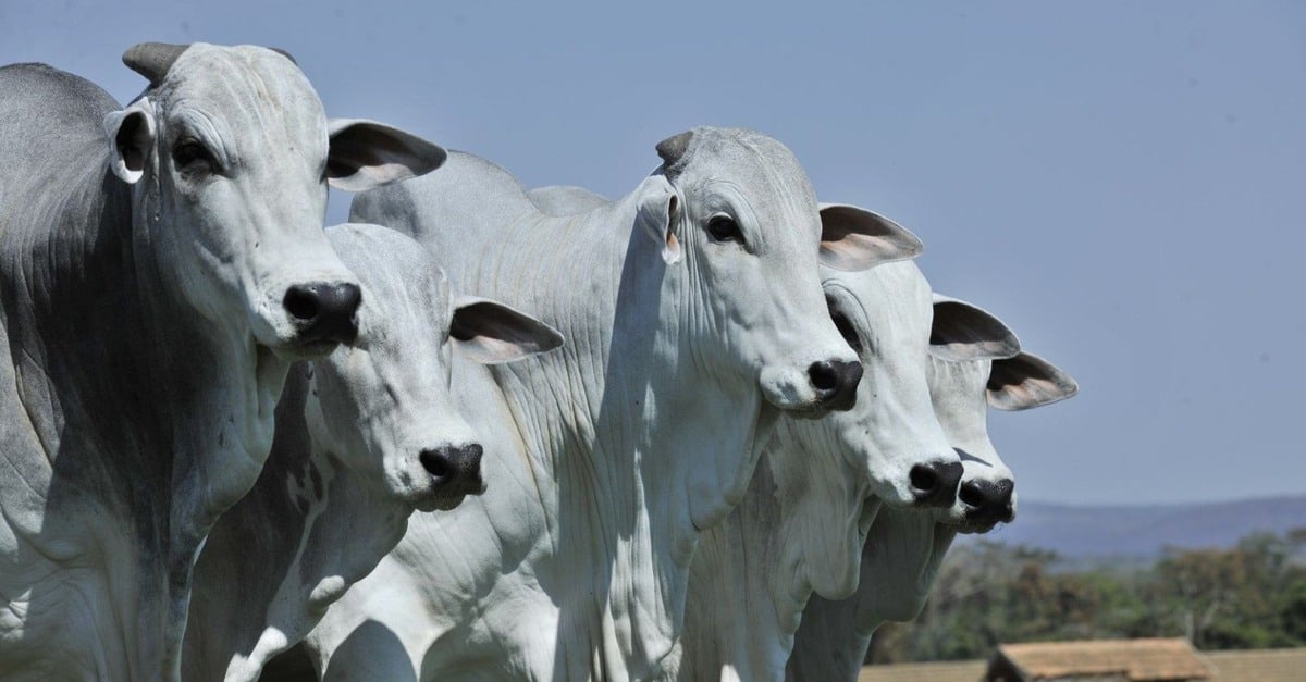 Descubra os segredos de Rondônia