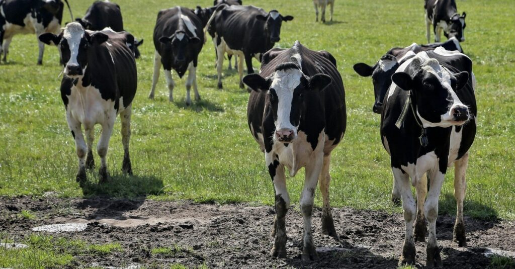 Santa Catarina lança Programa Leite Bom SC para atender cadeia produtiva