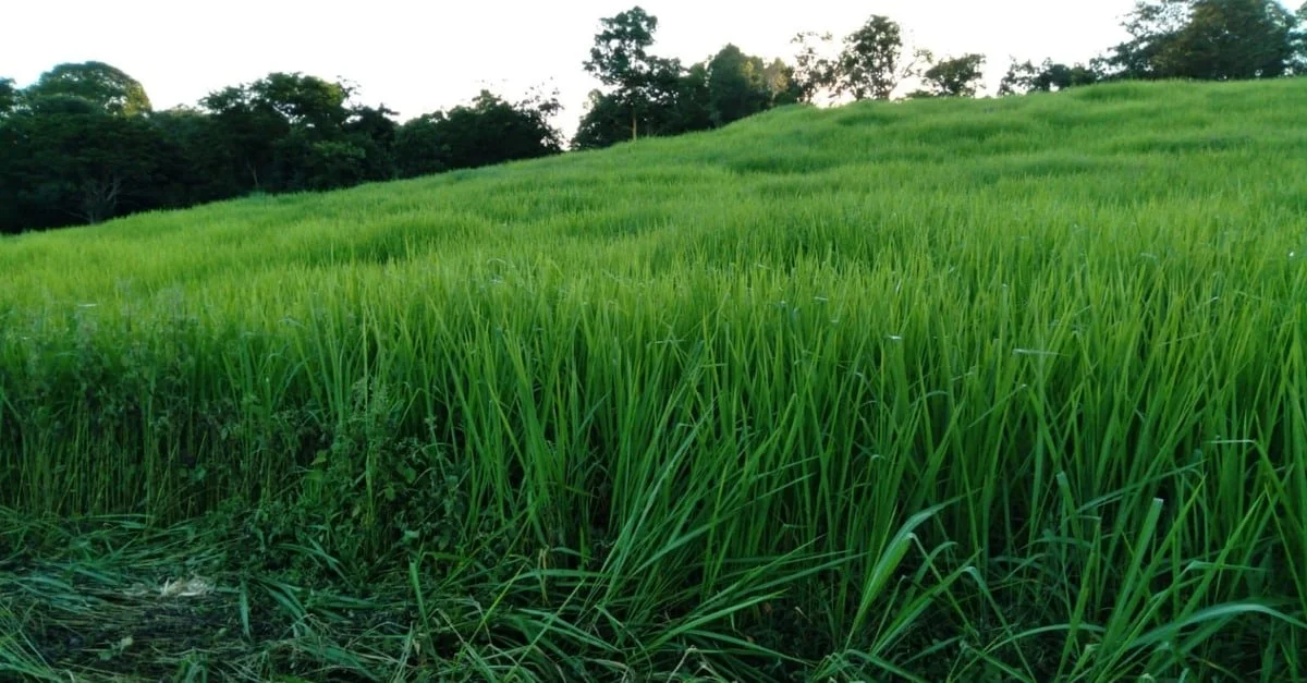 Dicas infalíveis para cortar Capim Paredão 33 Capim Paredão: especialista dá dicas infalíveis para o corte ideal
