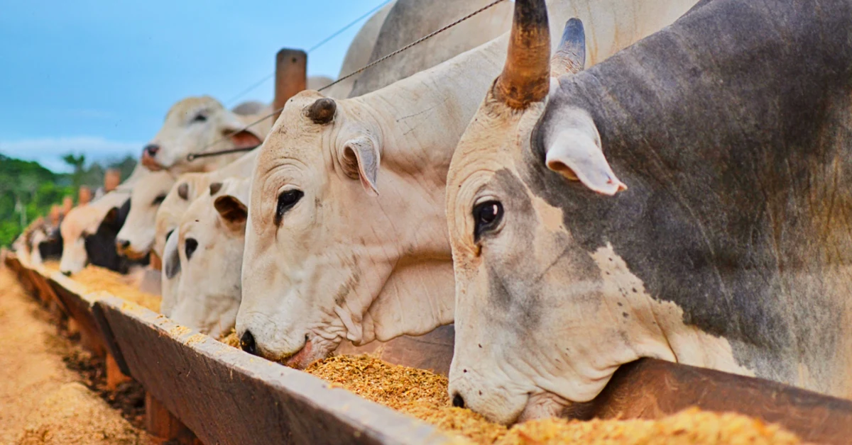 Cresce o uso da dieta de “puro grão” nas fazendas brasileiras; ouça • Portal DBO