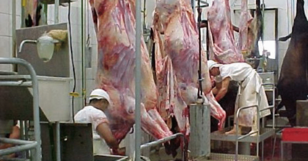 "Equilíbrio entre oferta e demanda mantém arroba estável" • DBO 2 equilíbrio temporário entre oferta e demanda mantém arroba estável • Portal DBO