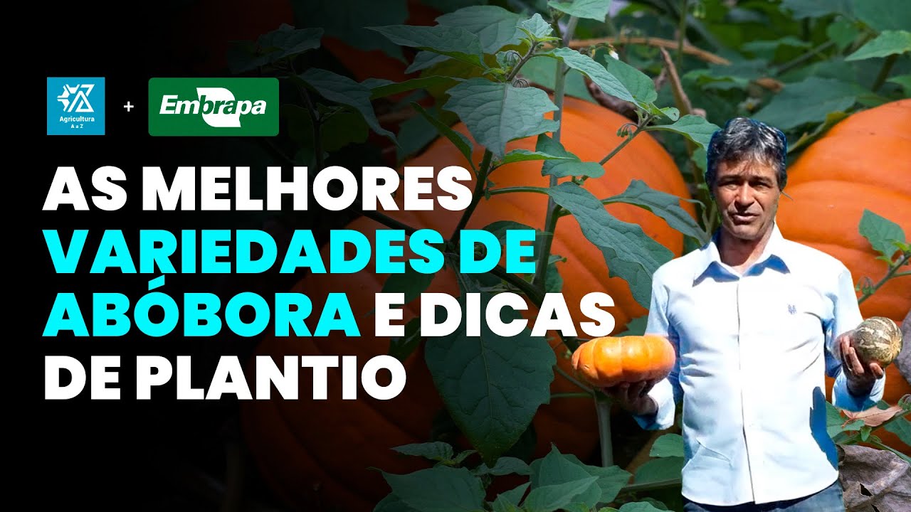 Escolha a abóbora perfeita: dicas de plantio