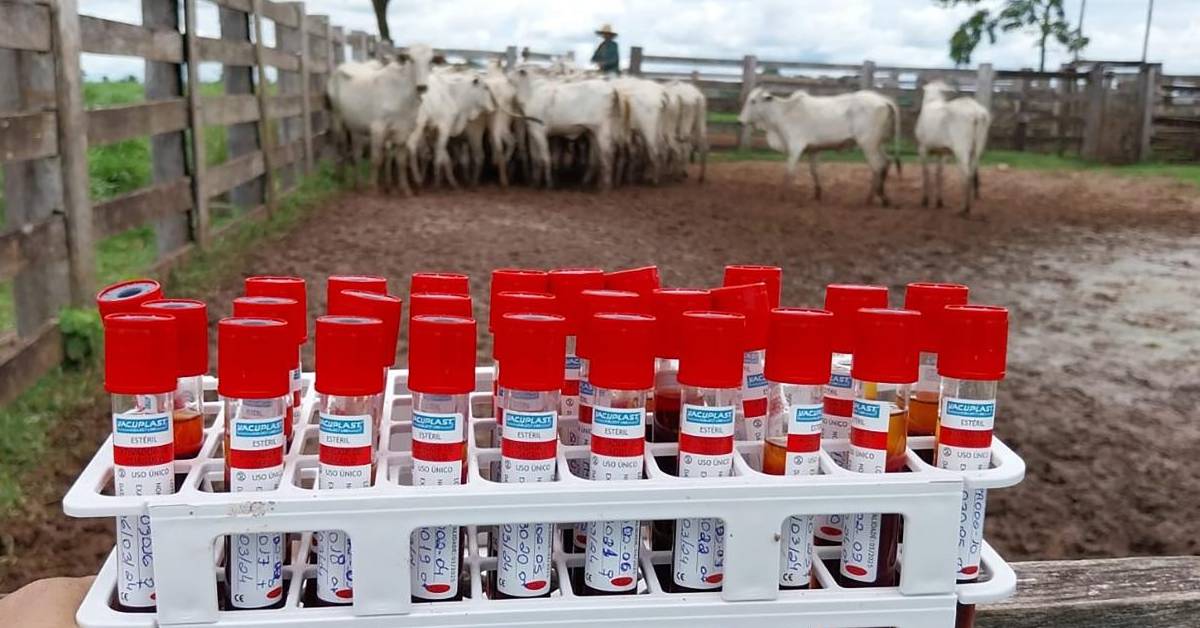 Estudo da Adepará: ausência de circulação viral • Portal DBO