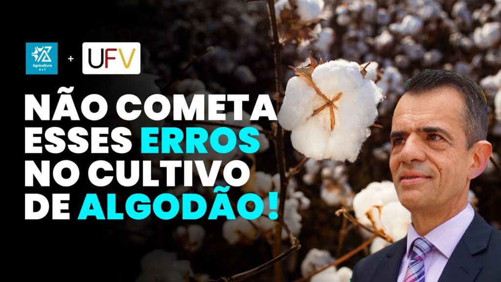 evite estes erros na cotonicultura