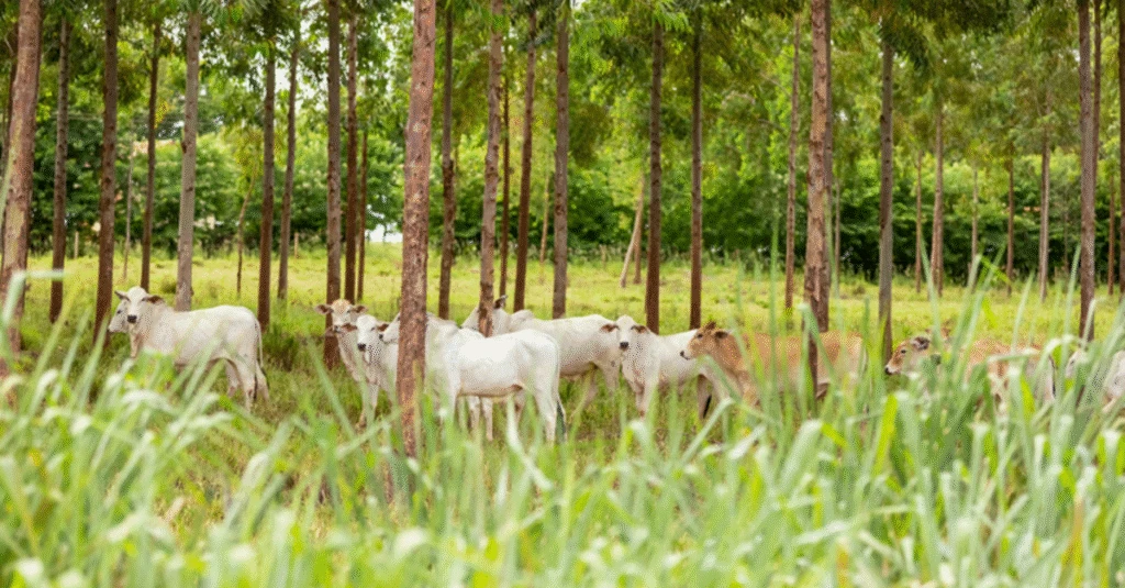 Exportação de soro bovino: novas oportunidades na China! 2 Destaque Rural - Habilitação para exportação de soro fetal bovino para a China
