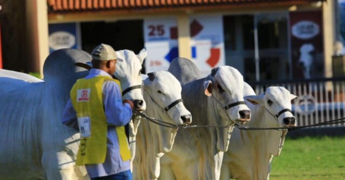 ExpoZebu 2024 deve faturar R$ 140 milhões e movimentar mais R$ 300 milhões em negócios