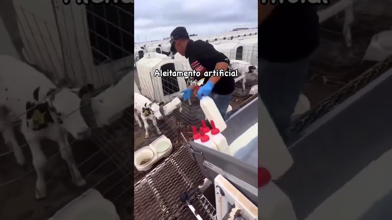 🐄 Aleitamento Artificial na Pecuária 🍼