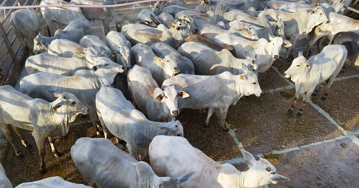 Família de MS mantém tradição pecuária. 25 Gurizada antenada de MS segue tradição da família na pecuária e faz 1º abate de gado