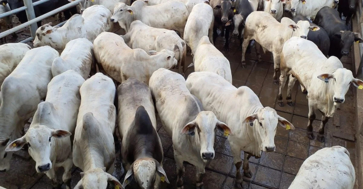 Família Gasparim surpreende com boiada de 19@ 23 Tradição na agropecuária, família Gasparim dá show com boiada de 19@ em SP