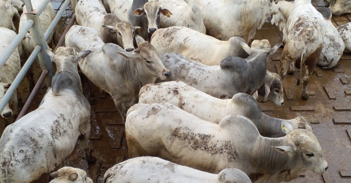 Fazenda modelos em bois nelore: Superboiada Família nelorista expõe “zero e dois dentes” de 22@ em SP