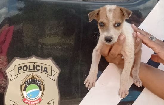 Campanha contra maus-tratos a animais chega ao fim com resgate de cachorros e cavalo