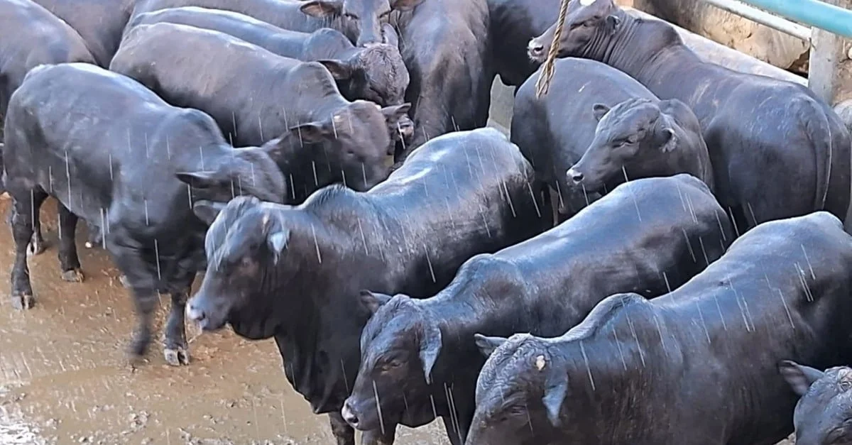 Gadão top na Bahia: Vaca-boi Angus e Nelore castrado! 14 “Vaca-boi”, garrotada Angus e Nelore castrado! Bahia celebra gadão top