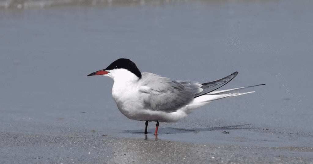 Agricultura confirma mais um caso de gripe aviária em ave silvestre no País • Portal DBO