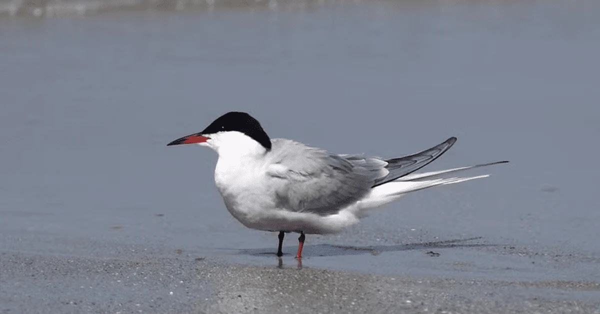 Agricultura confirma mais um caso de gripe aviária em ave silvestre no País • Portal DBO