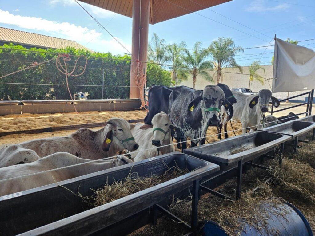 Casa do Girolando será inaugurada durante 89ª ExpoZebu - O Presente Rural
