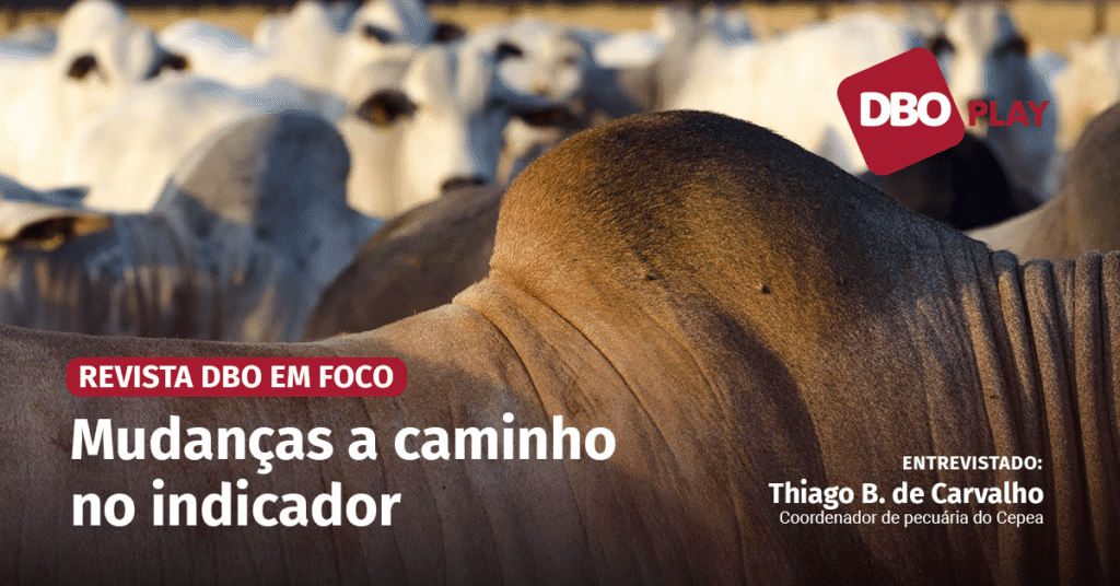 Indicador do boi gordo Cepea/B3 completa 30 anos em 2024; veja a entrevista • Portal DBO