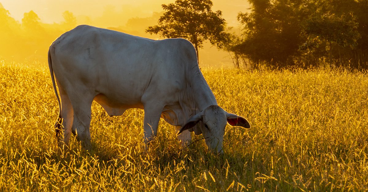 Inmet prevê calor intenso em abril • Portal DBO