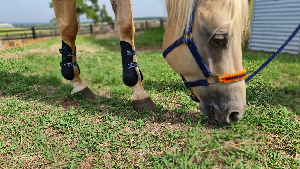 Inovação na Saúde dos Cavalos