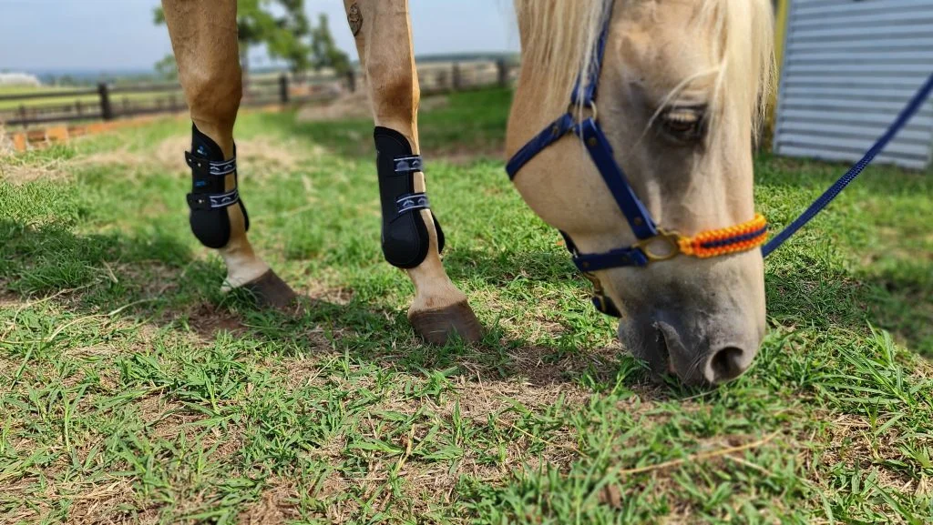 Inovação na Saúde dos Cavalos 3 Tecnologia aplicada à Medicina Equina