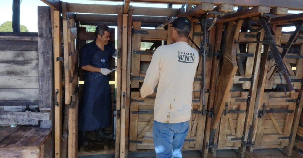 Inseminação das matrizes: uso do hormônio GnRH acelera a IATF na fazenda?