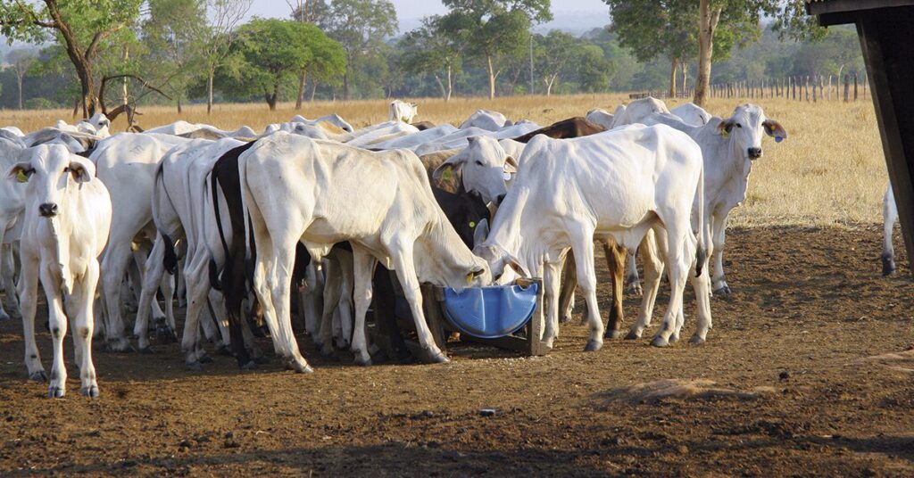 Negócios travados nos balcões de compra e venda de boiadas gordas • Portal DBO