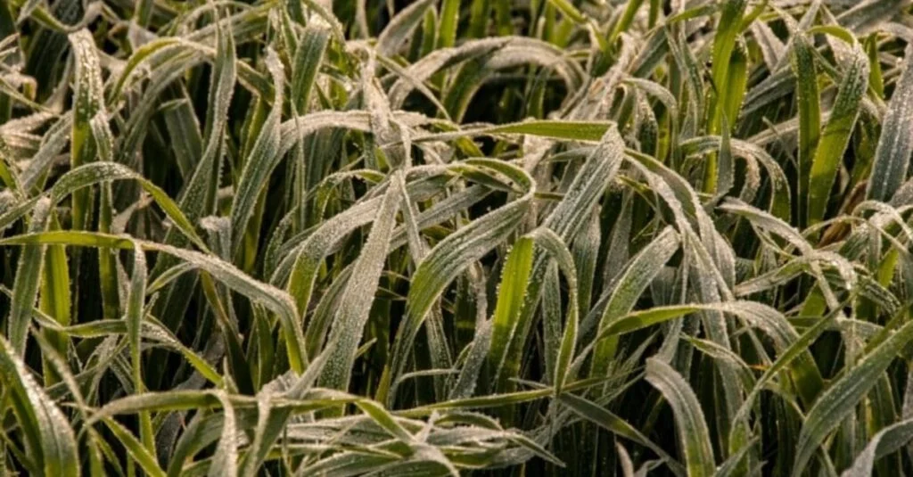 Frio e geada chegam ao Sul do país