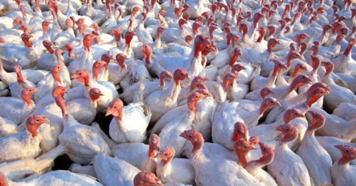 Investir na criação de perus: os segredos do sucesso. 12 Espaço físico, planejamento e assistência técnica são fundamentais para investir na criação de perus