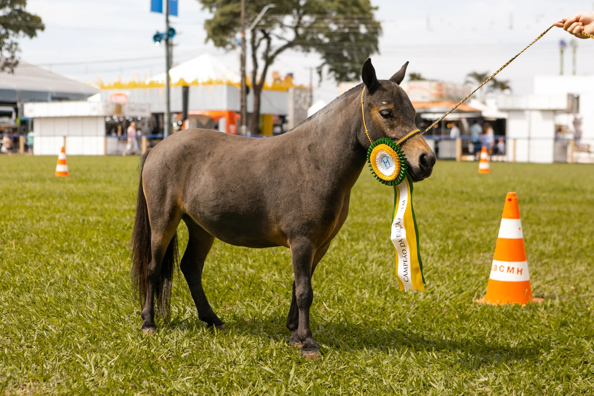 Julgamento na Expolondrina: novidades no Campeonato de Mini Horse. 6 Julgamento na Expolondrina abre etapa Nacional do Campeonato Nacional de Mini Horse
